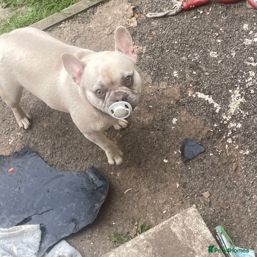 French Bulldog dogs for sale: Female French bulldog  - Image 5