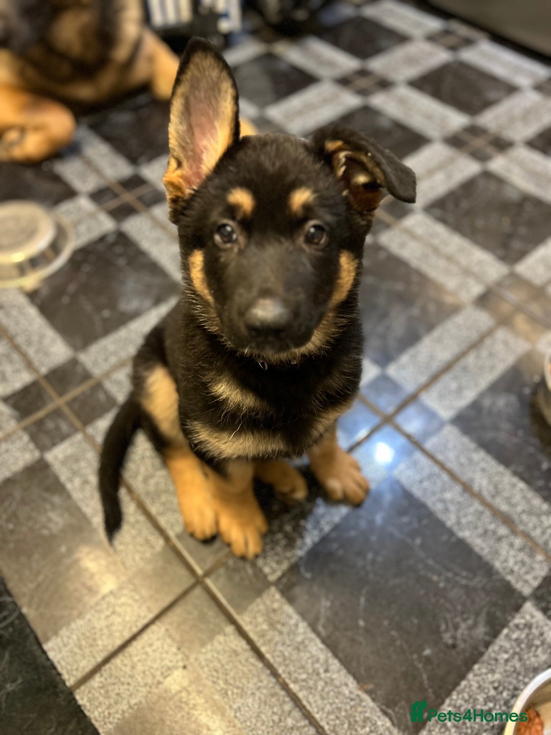 German Shepherd dogs for sale: REDUCED German shepherd puppies 8 was old - Advert 1