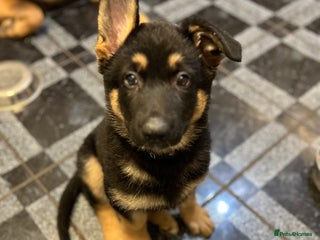 German Shepherd dogs REDUCED German shepherd puppies 8 was old - Advert 14