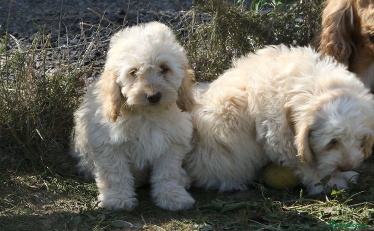 Cockapoo dogs - Advert 1
