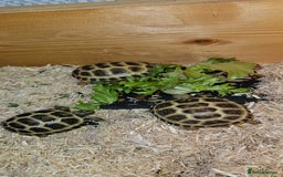 Tortoise reptiles for sale: BABY HORSEFIELD TORTOISES - Image 1