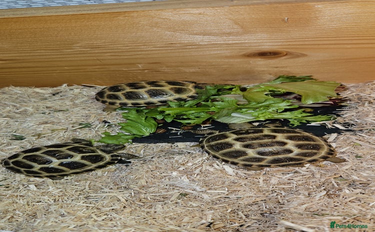 Tortoise reptiles - Advert 2