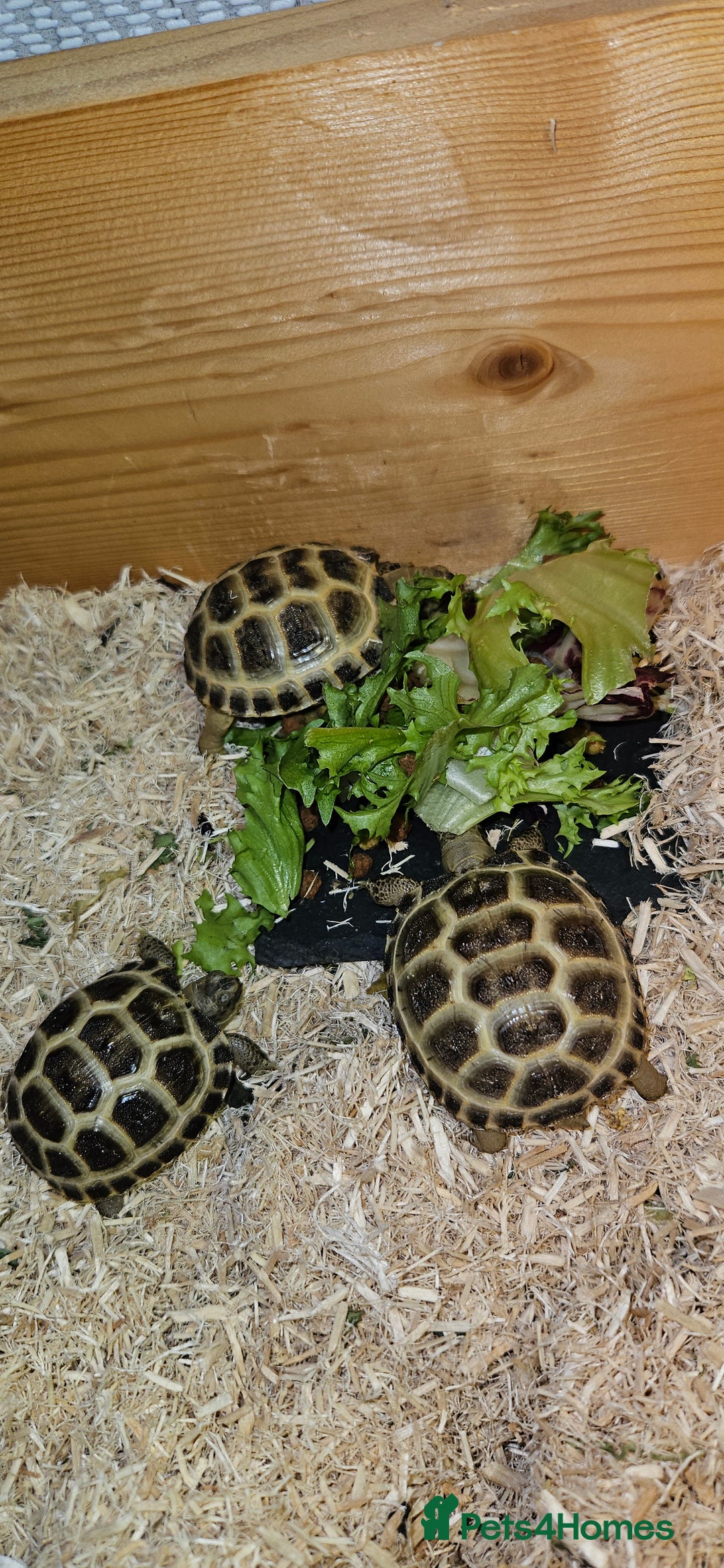 Tortoise reptiles for sale: BABY HORSEFIELD TORTOISES - Image 1