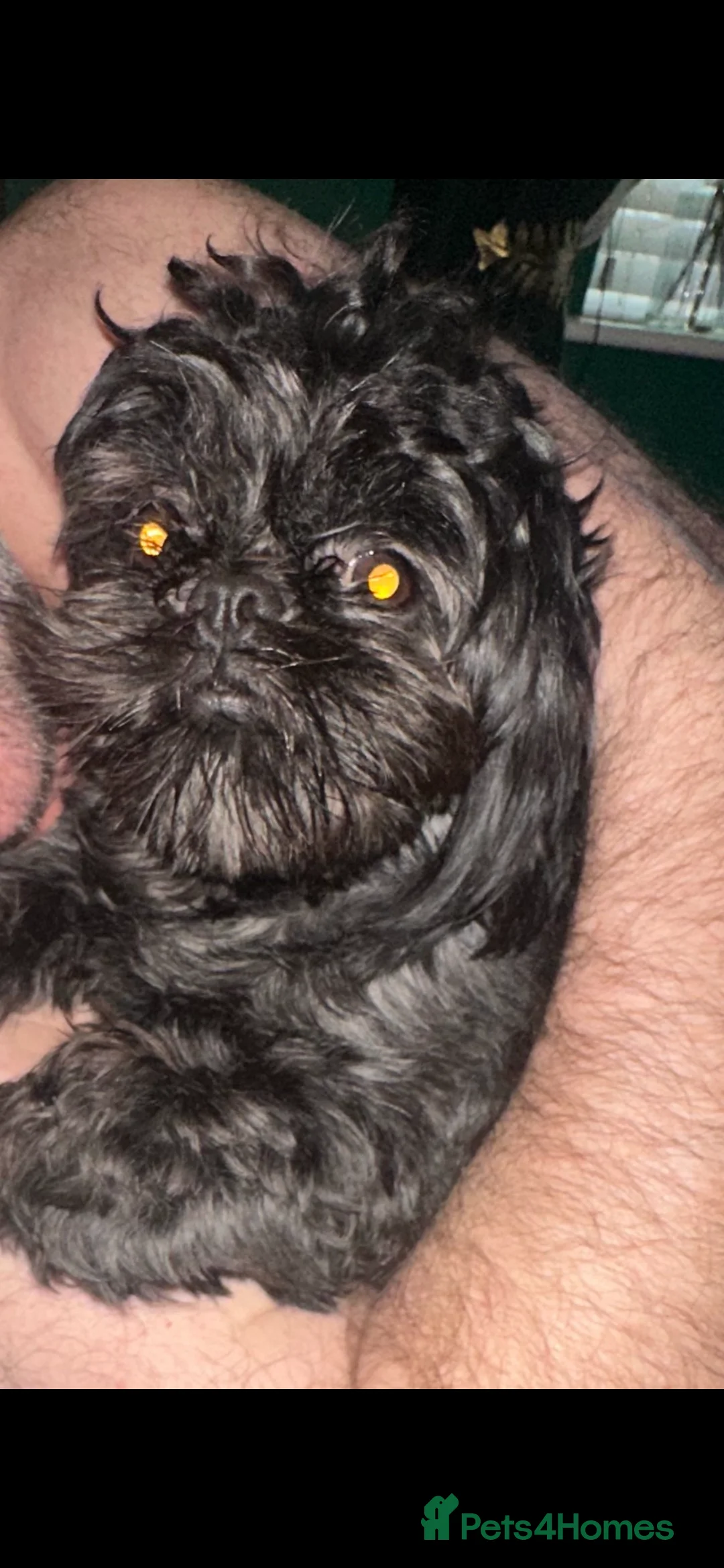 Shih Tzu dogs for sale: Beautiful little girl 14 month old Shih Tzu - Advert 1