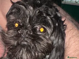 Shih Tzu dogs Beautiful little girl 14 month old Shih Tzu - Advert 1