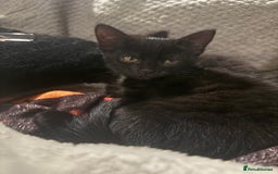 Domestic Shorthair cats for sale: 2 female kittens  - Image 7