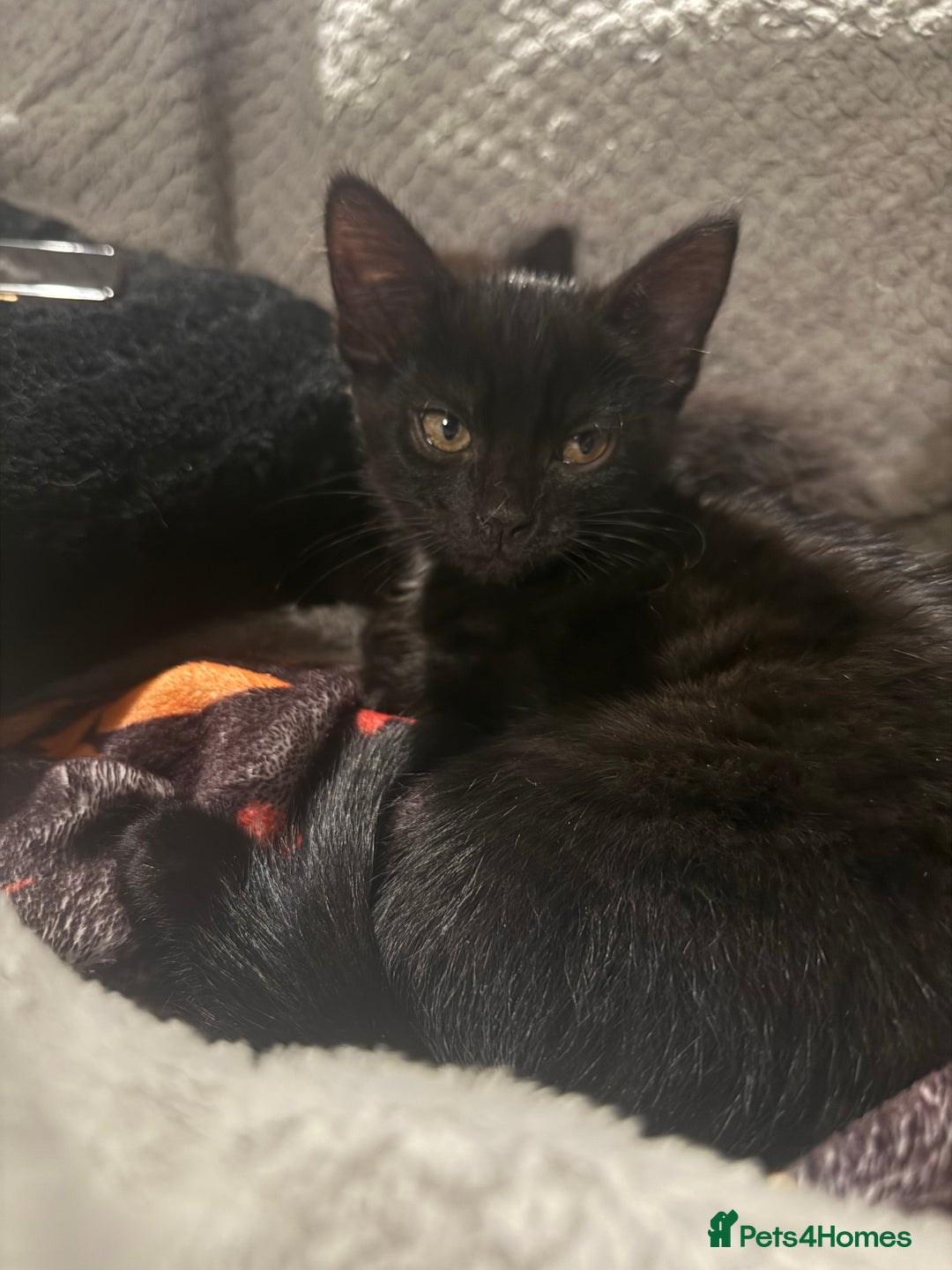 Domestic Shorthair cats for sale: 2 female kittens  - Image 7