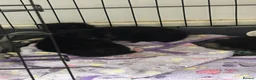 Domestic Shorthair cats for sale: Adorable kittens for sale in Newhaven - Advert 9