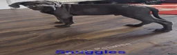 Cane Corso dogs for sale: Reduced! Champion Bloodline Cane Corso Puppies - Advert 17