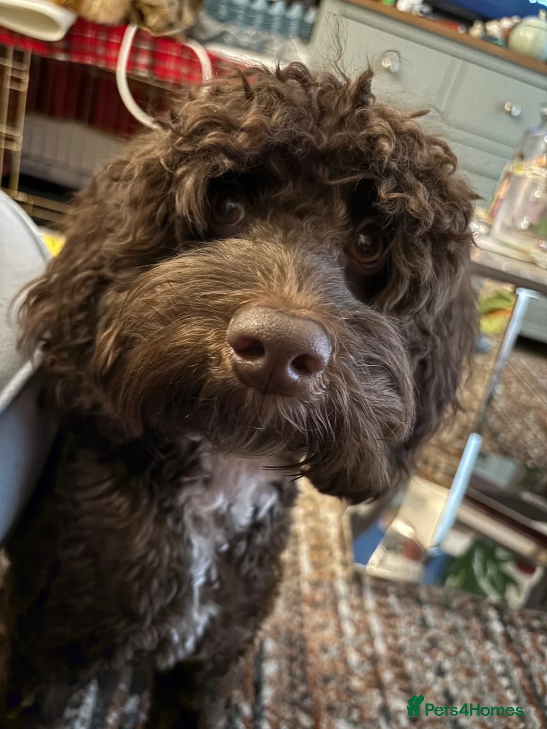 Cockapoo dogs for stud: Stud not for sale - Advert 2