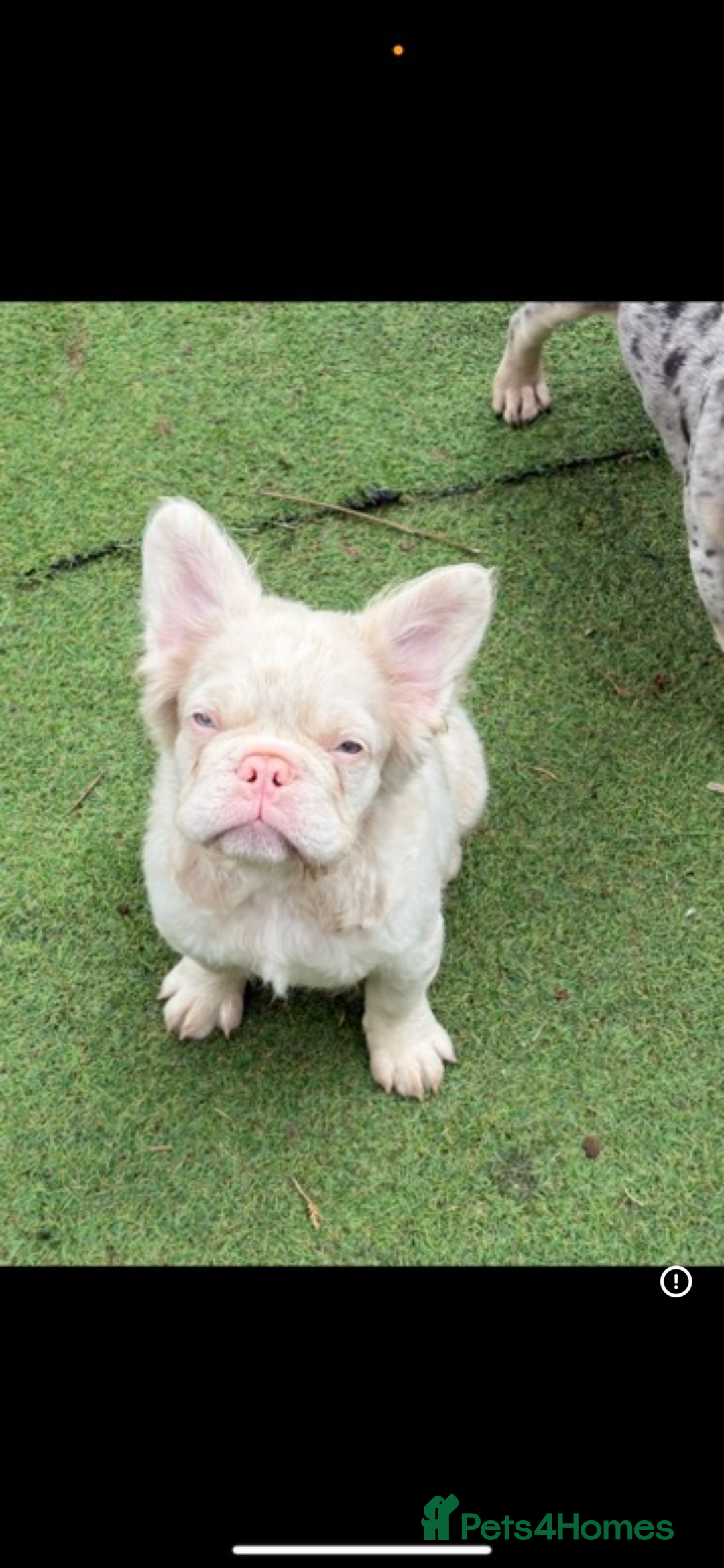 French Bulldog dogs for stud: 🩷 PINK FLUFFY STUD🩷 - Advert 1