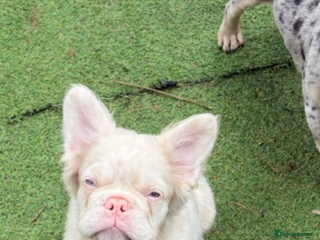 French Bulldog dogs 🩷 PINK FLUFFY STUD🩷 - Advert 7