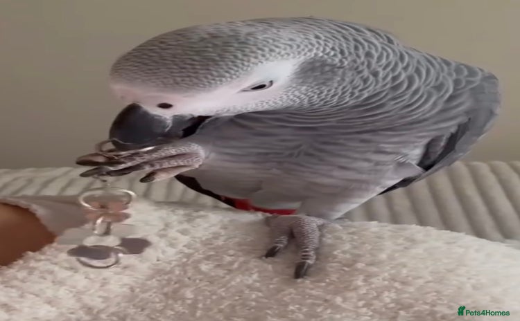 Parrots birds - Advert 5