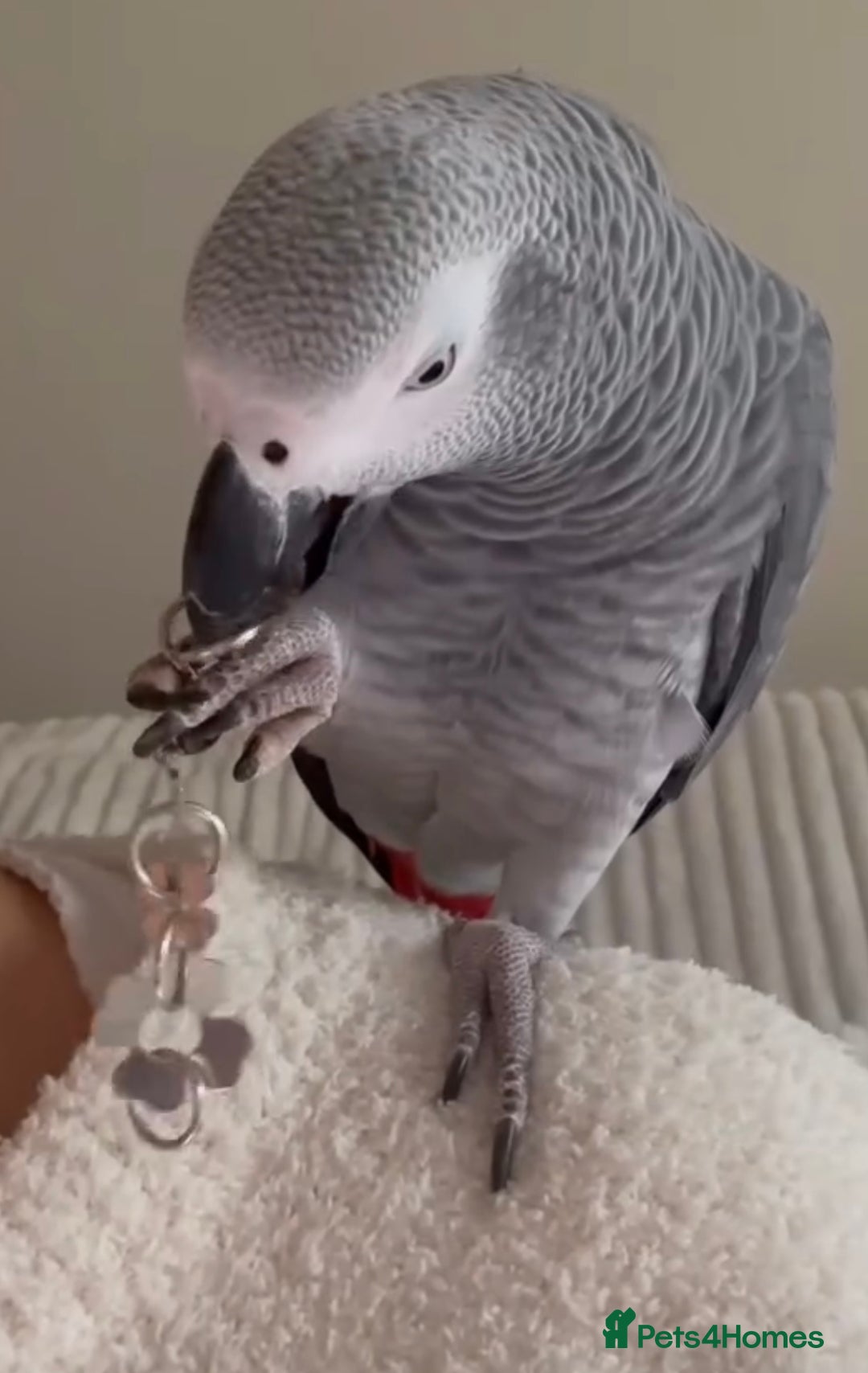 Parrots birds for sale: Fully tame African grey very friendly and playful  - Image 1