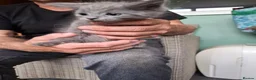 Mixed Breed cats for sale: I have 5 little kittens needing a loving home  - Advert 7