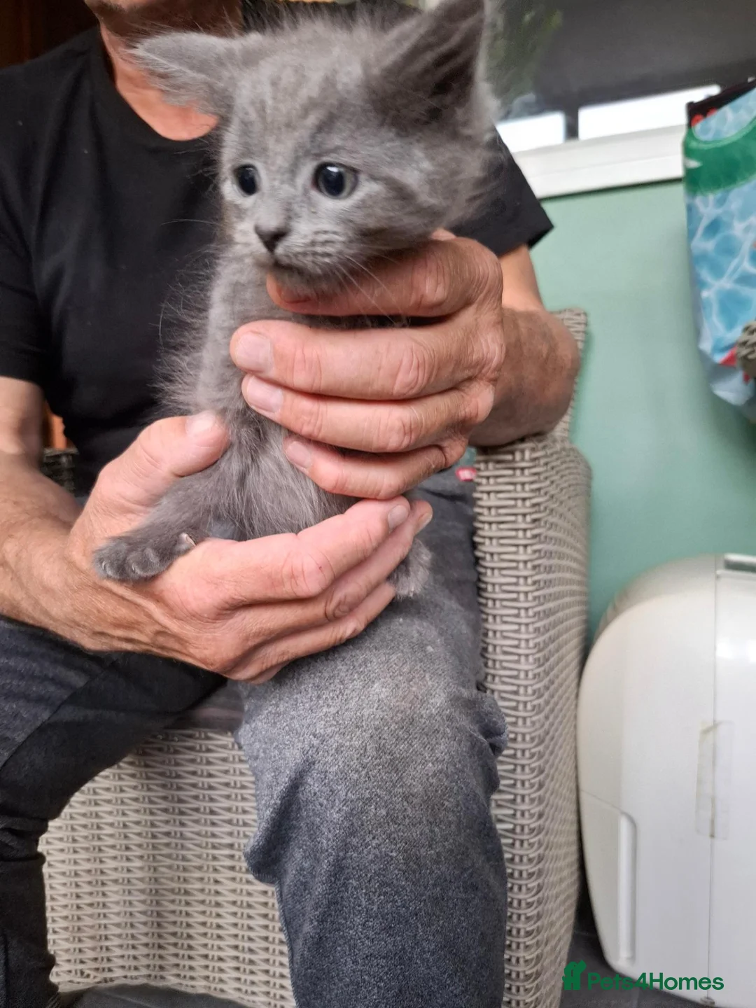 Mixed Breed cats for sale: I have 5 little kittens needing a loving home  - Advert 7