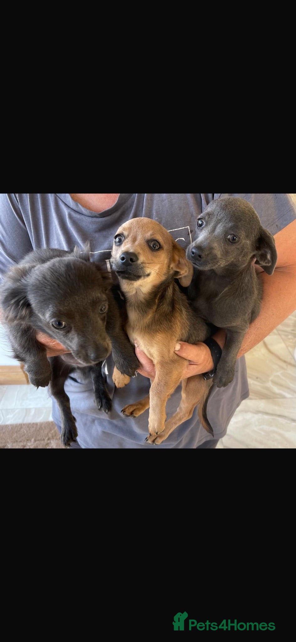 Dachshund dogs Gorgeous Dachshunds puppies skelmersdale  - Advert 2