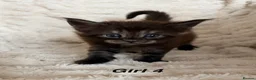 Maine Coon cats for sale: Maine coon kittens ready to reserve  - Advert 6
