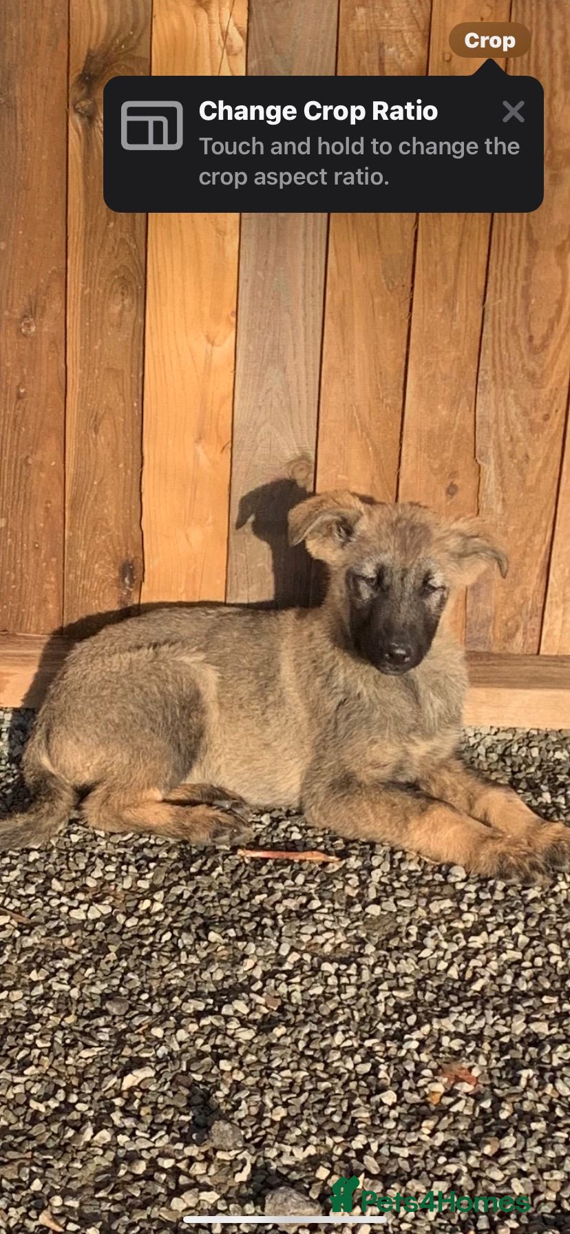 Mixed Breed dogs German shepherd x caucasian shepherd puppies - Advert 1