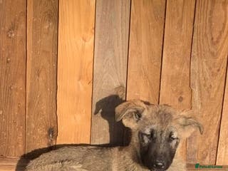 Mixed Breed dogs German shepherd x caucasian shepherd puppies - Advert 1