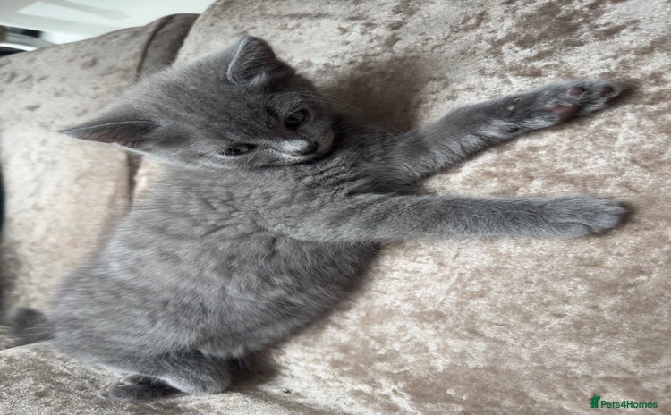 British Shorthair cats - Advert 12