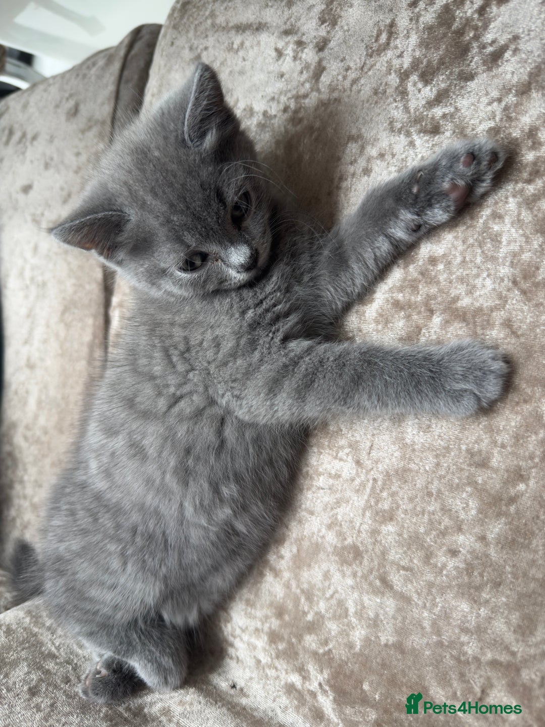 British Shorthair cats for sale: British Blue Shorthair  - Image 1
