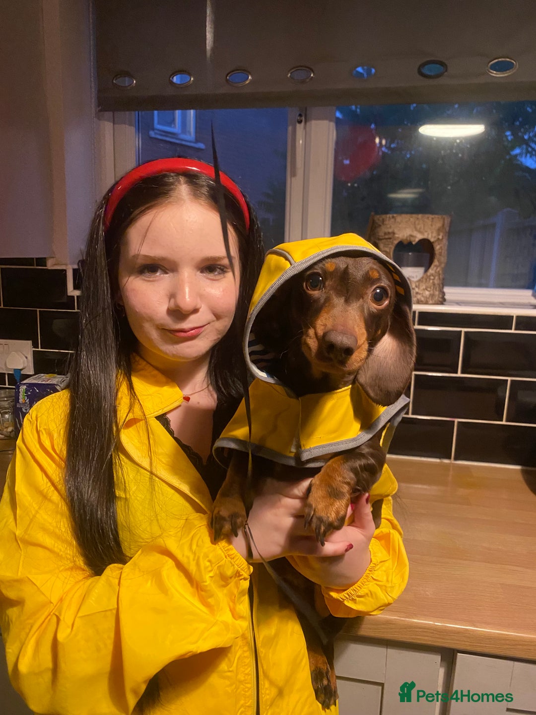 Miniature Dachshund dogs for sale: KC registered**Chocolate and tan**mini dachshunds  - Advert 5