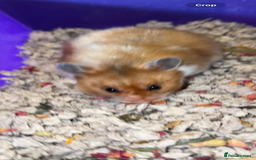 Hamster rodents for sale: Baby hamsters - Advert 9