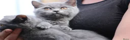 Scottish Fold cats for sale: Scottish straight girls ready for a new home🥰 - Advert 11