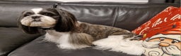 Shih Tzu dogs for stud: Stunning KC Shih Tzu Available for Stud Services in Swindon - Advert 5
