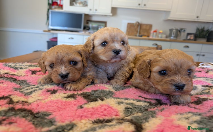 Cavachon dogs - Advert 2