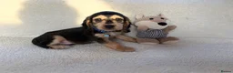 Cocker Spaniel dogs for sale: Show type cocker spaniels in Ipswich - Advert 13