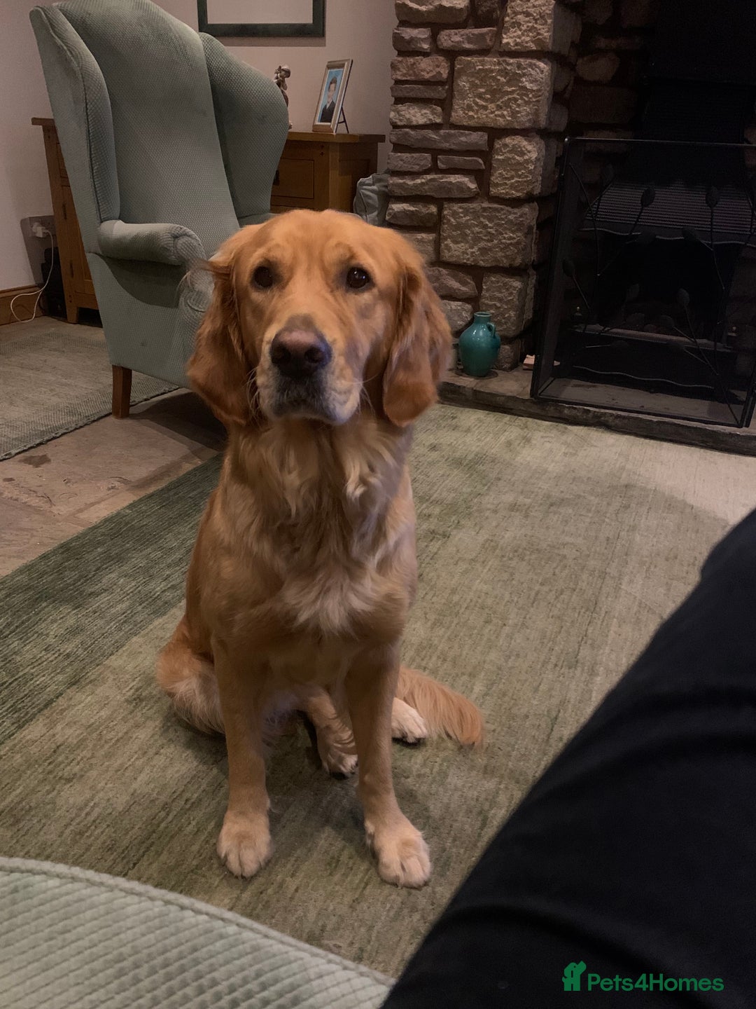 Golden Retriever dogs for sale: Working Golden Retriever Puppies  - Image 1