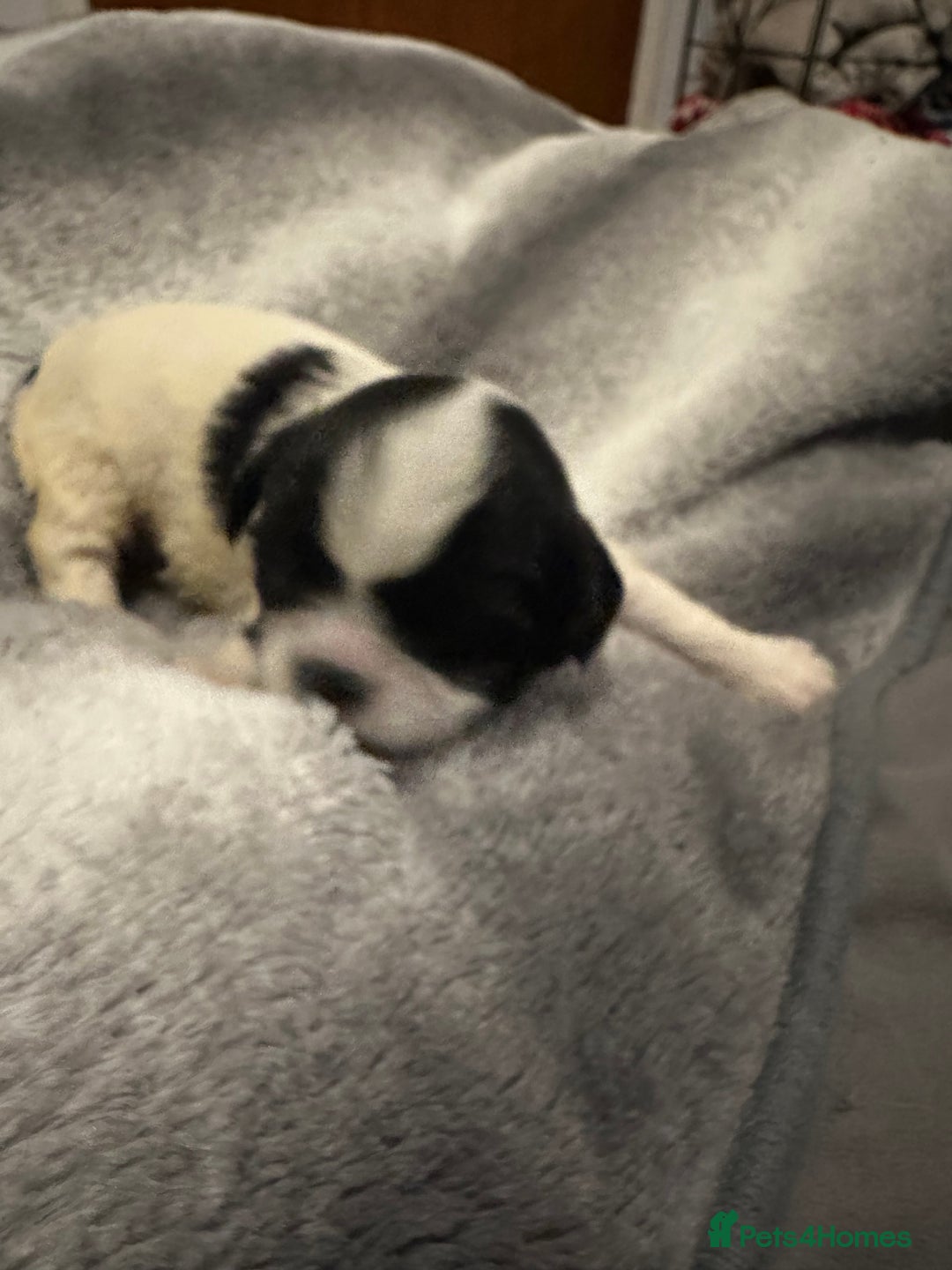 Shihpoo dogs for sale: Beautiful shihpoo puppies for sale - Advert 10
