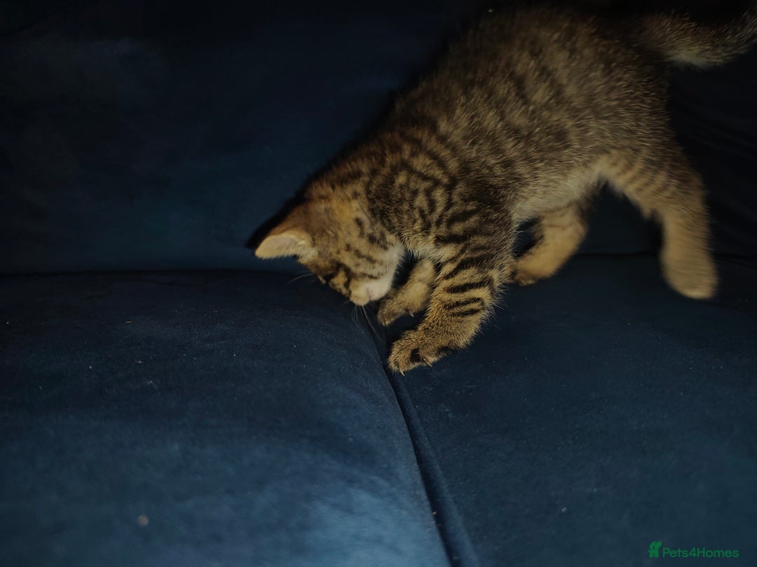 Mixed Breed cats for sale: Kittens - Image 11