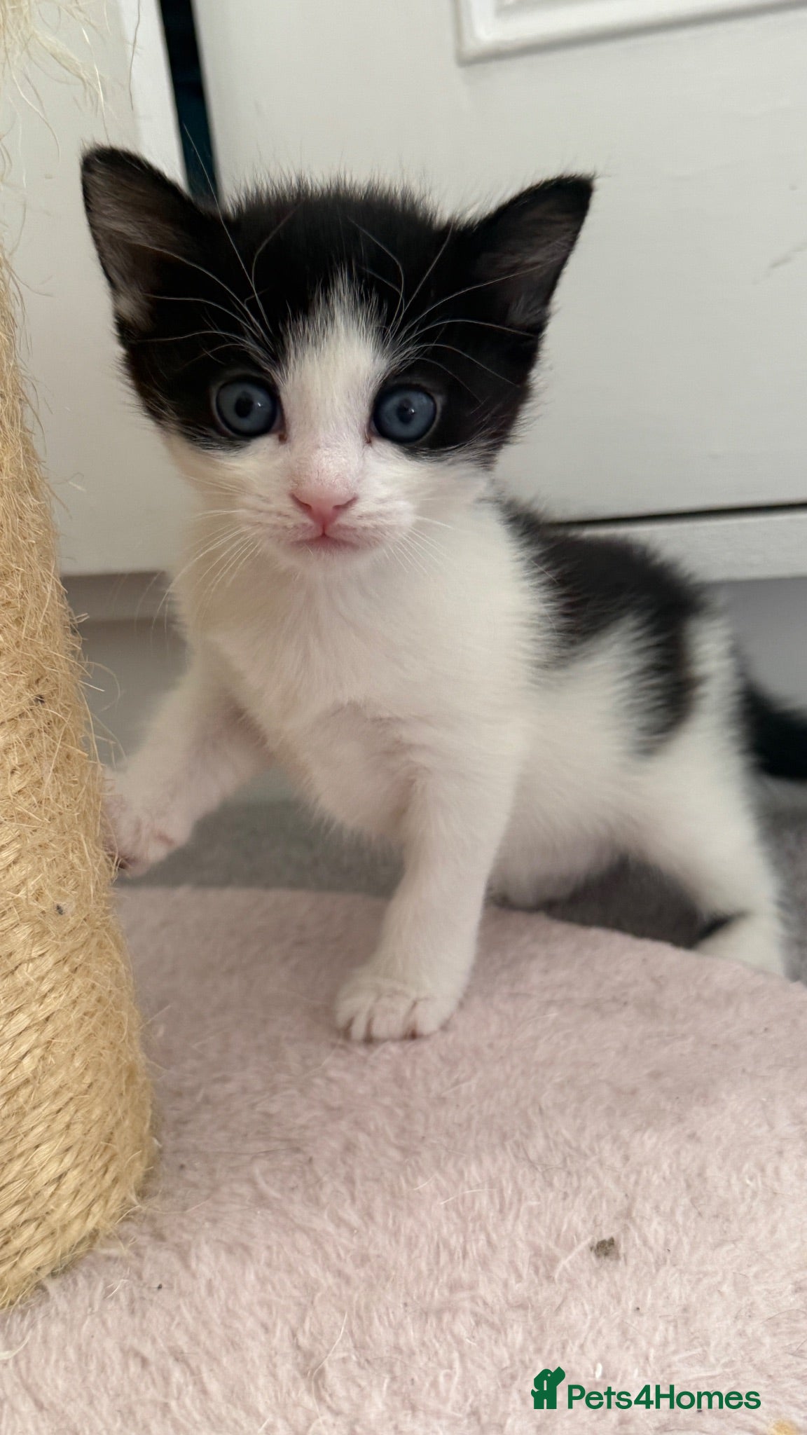 European cats  Two Kittens Looking for loving Home! 🏡❤️ - Advert 7