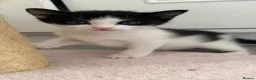 European cats for sale:  Two Kittens Looking for loving Home! 🏡❤️ - Advert 1