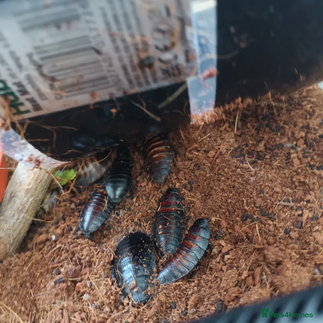 Cockroaches invertebrates for sale: Hissing cockroaches and accessories in Falmouth - Advert 2