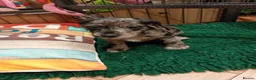 Mixed Breed dogs for sale: Miniature schnoxies  - Advert 5