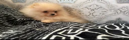 Pomeranian dogs for sale: A little fluffy Pomeranian  in Wakefield - Advert 5