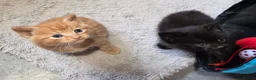 Mixed Breed cats for sale: Fluffy Kittens Ready for Loving Homes  - Advert 18