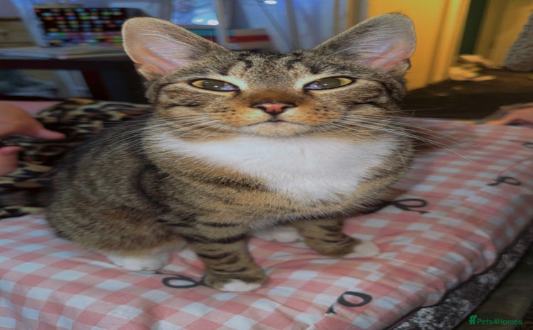 British Shorthair cats - Advert 5