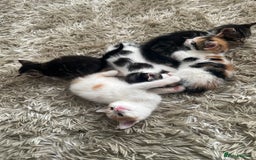 British Shorthair cats for sale: 3 KITTENS! - Image 8