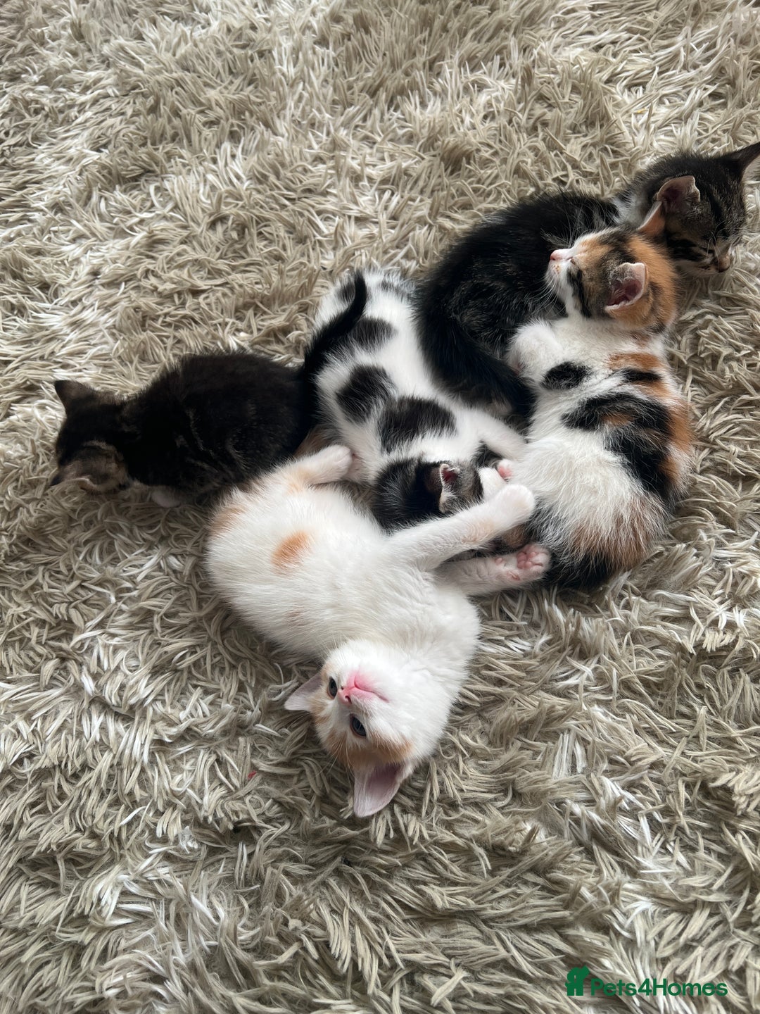 British Shorthair cats for sale: 3 KITTENS! - Image 8