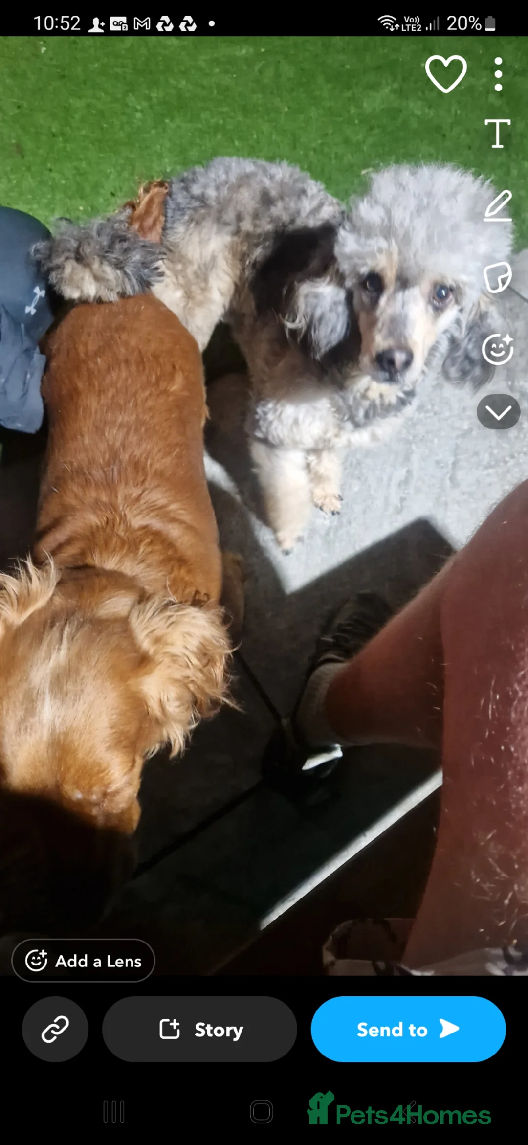 Cockapoo dogs for sale: Cockerpoos  - Advert 2