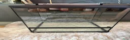Mixed Breed reptiles for sale: Exo tera pro  - Advert 1