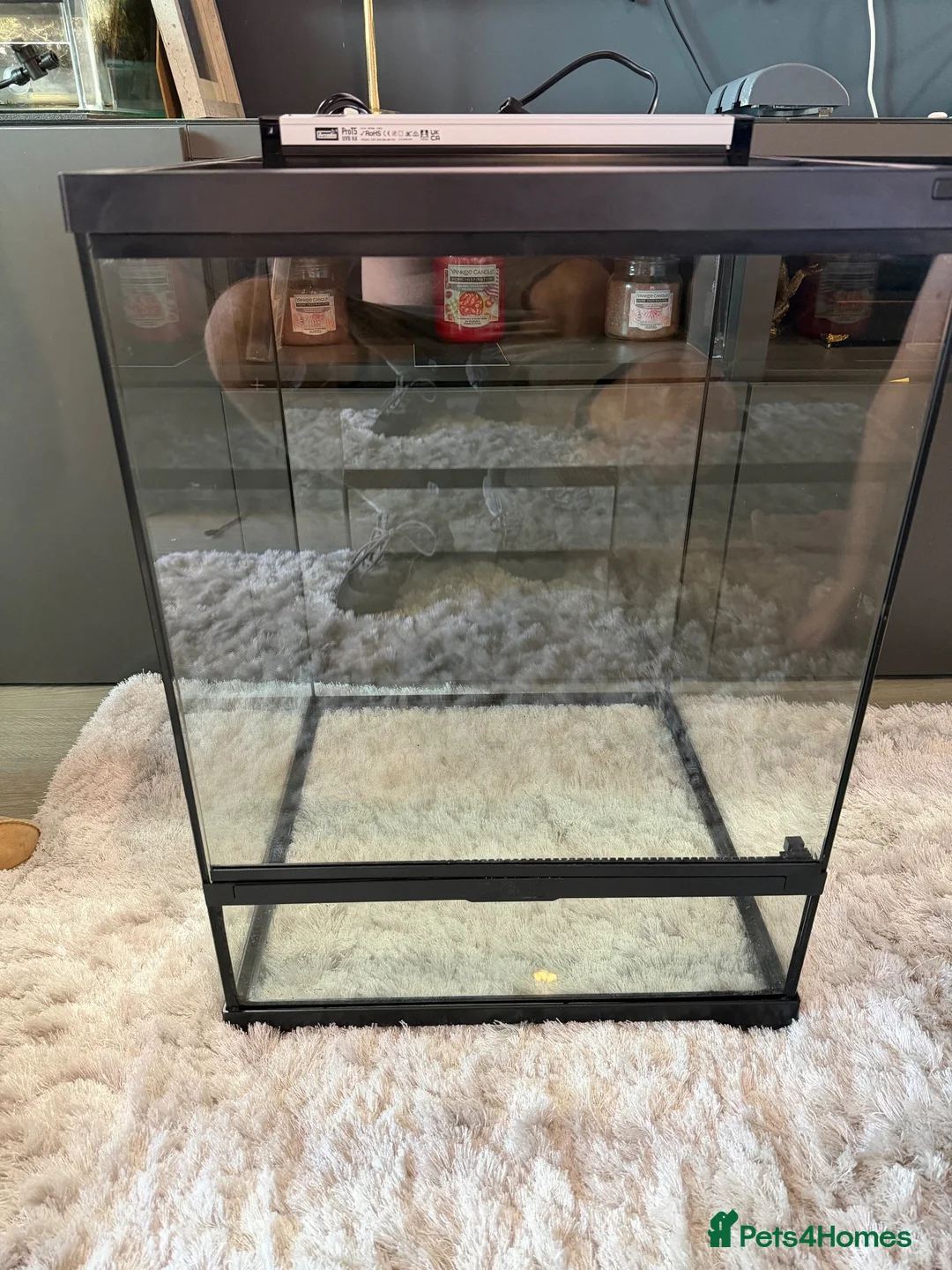 Mixed Breed reptiles for sale: Exo tera pro  - Advert 1