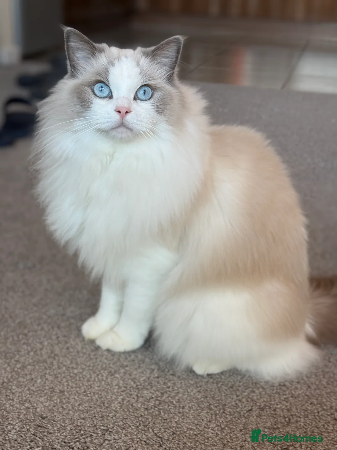 Ragdoll cats for sale: GCCF registered - the Ultimate Cuddler ragdoll - Advert 1