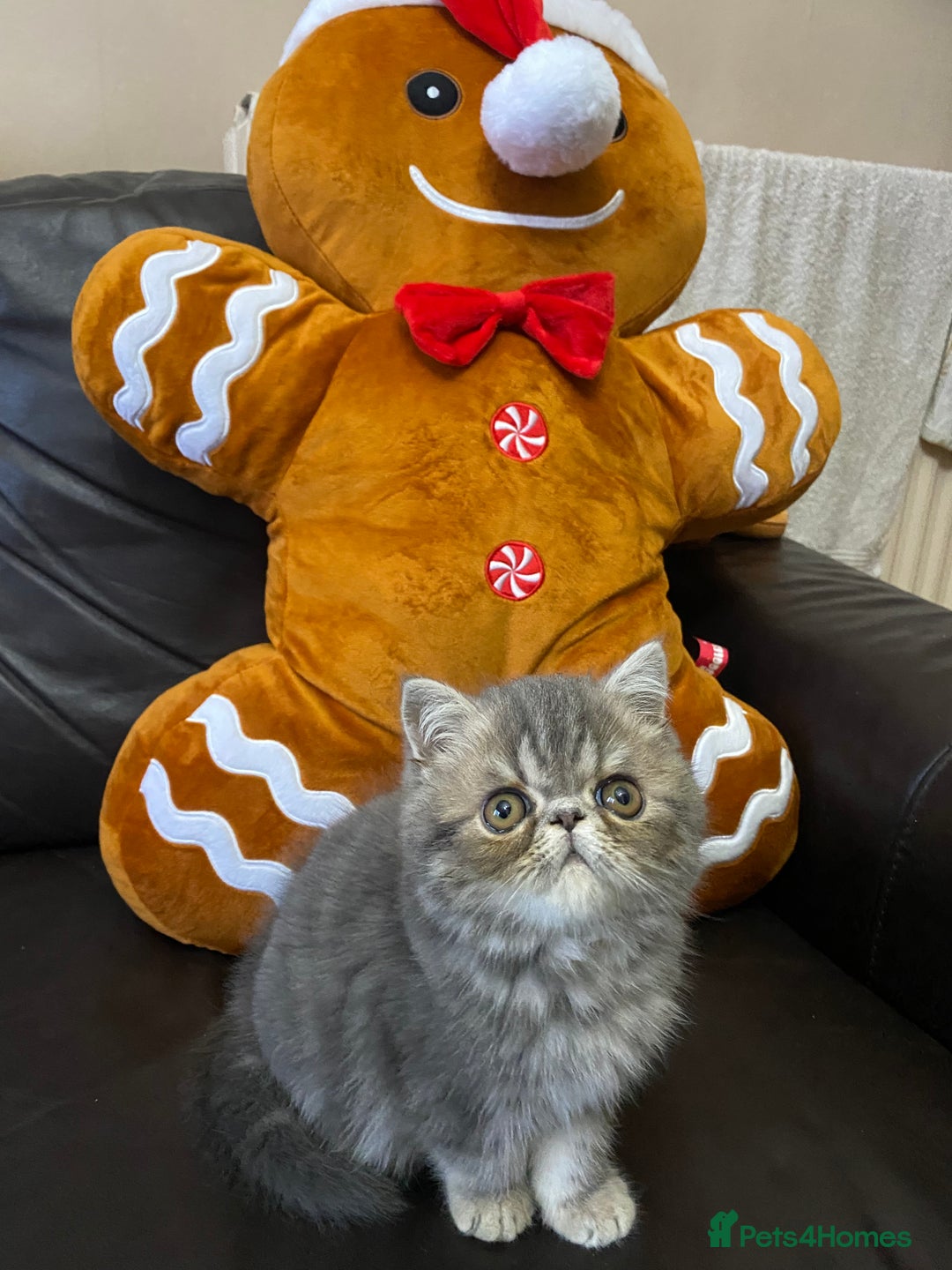 Persian cats for sale: EXCEPTIONAL LITTER PERSIAN EXOTIC KITTENS - Advert 2