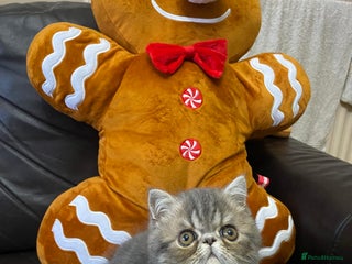 Persian cats EXCEPTIONAL LITTER PERSIAN EXOTIC KITTENS - Advert 15